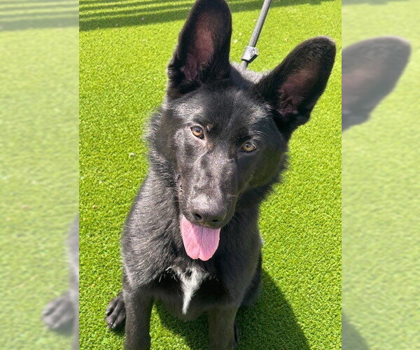 Medium Photo #5 German Shepherd Dog Puppy For Sale in Cupertino, CA, USA