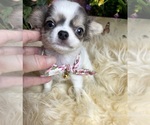 Small #6 Chihuahua