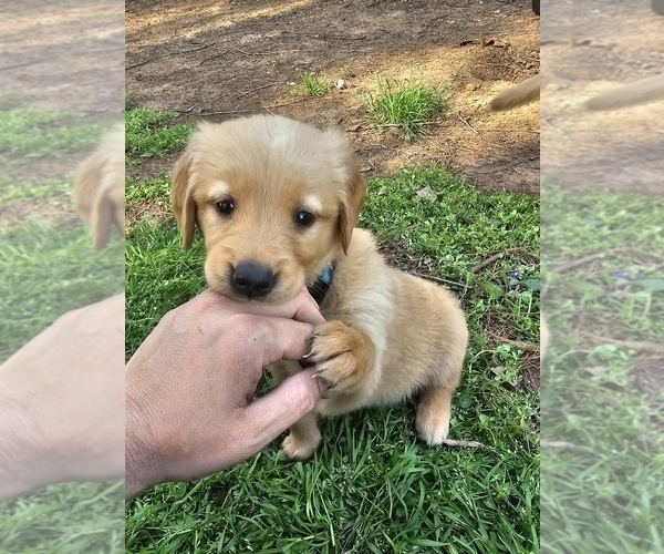Medium Photo #4 Golden Retriever Puppy For Sale in SALISBURY, NC, USA