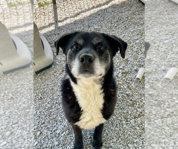 Medium Photo #2 Labrador Retriever-Unknown Mix Puppy For Sale in Bolivar, MO, USA