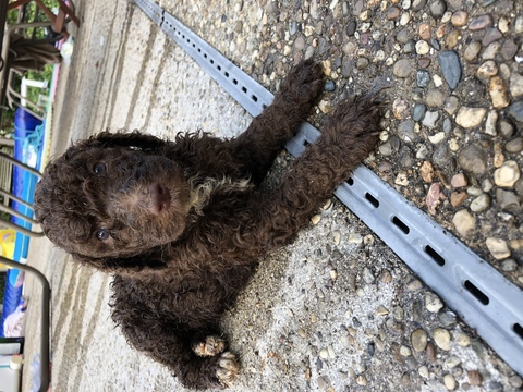Medium Photo #1 Poodle (Standard) Puppy For Sale in LONDON, KY, USA