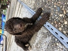 Small Photo #1 Poodle (Standard) Puppy For Sale in LONDON, KY, USA