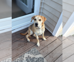 Small Photo #13 Retriever -Unknown Mix Puppy For Sale in Holly Springs, NC, USA