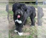 Small #33 Mutt