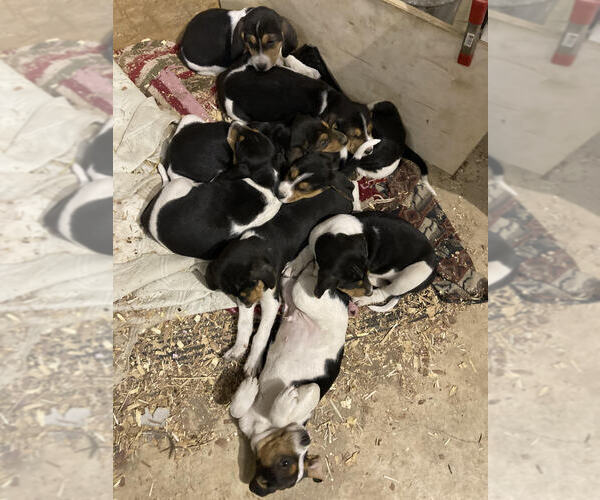 Medium Photo #1 Treeing Walker Coonhound Puppy For Sale in OSCEOLA, WI, USA