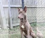 Small #2 Australian Kelpie Mix