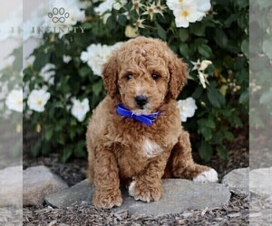 Goldendoodle (Miniature) Puppy for sale in GORDONVILLE, PA, USA