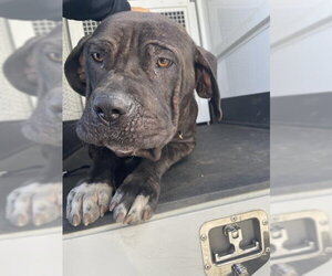 Mutt Dogs for adoption in Riverside, CA, USA