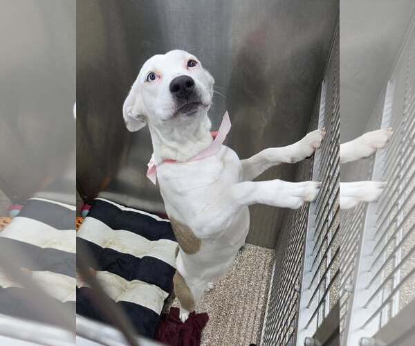 Medium Photo #2 Mutt Puppy For Sale in Martinsburg, WV, USA