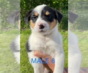 Texas Heeler Puppy for Sale in CLINTON TOWNSHIP, Michigan USA