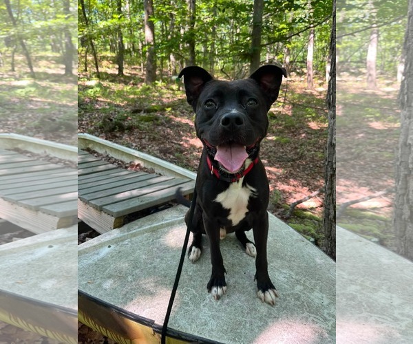 Medium Photo #5 Mutt Puppy For Sale in Rockaway, NJ, USA