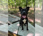Small #4 Mutt