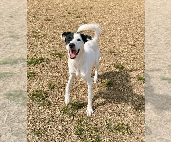 Medium Photo #5 Borador Puppy For Sale in Evansville, IN, USA
