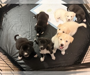 Siberian Husky-Unknown Mix Puppy for sale in ONTARIO, CA, USA