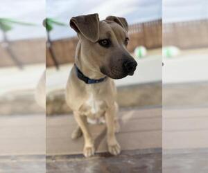 Mutt Dogs for adoption in Incline Village, NV, USA