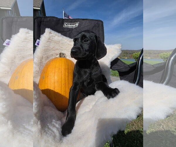 Medium Photo #2 Labrador Retriever-Unknown Mix Puppy For Sale in SHERBURNE, NY, USA