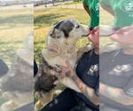 Small Photo #7 Huskies -Unknown Mix Puppy For Sale in Grafton, WI, USA