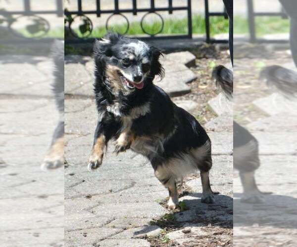 Medium Photo #1 Chihuahua Puppy For Sale in NEWVILLE, PA, USA