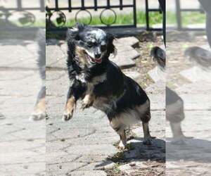 Mother of the Chihuahua puppies born on 01/02/2026