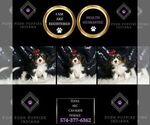 Small #5 Cavalier King Charles Spaniel