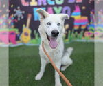 Small #2 German Shepherd Dog-Siberian Husky Mix