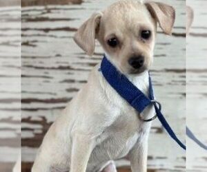 Dachshund-Unknown Mix Dogs for adoption in Carrollton, TX, USA