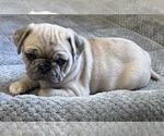 Puppy Sandy Pug