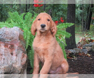 Golden Retriever Puppy for sale in SARCOXIE, MO, USA
