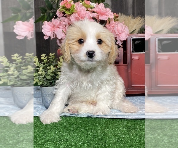 Medium Photo #1 Bichpoo-Cavalier King Charles Spaniel Mix Puppy For Sale in CANOGA, NY, USA