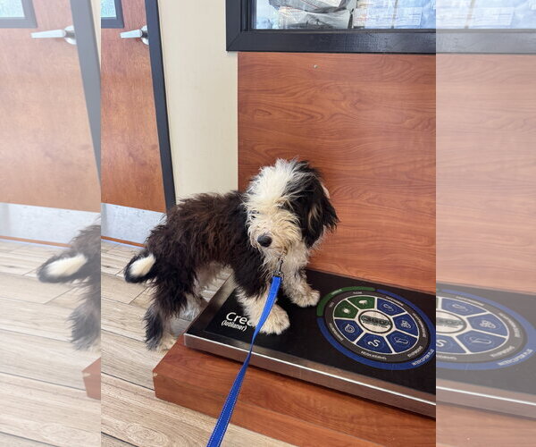 Medium Photo #6 Bernedoodle Puppy For Sale in Valrico, FL, USA