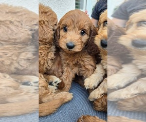 Goldendoodle Puppy for sale in SAN RAMON, CA, USA