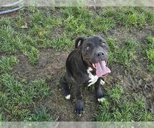 Mutt Dogs for adoption in Bakersfield, CA, USA