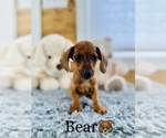 Small Photo #8 Dachshund Puppy For Sale in COOKEVILLE, TN, USA