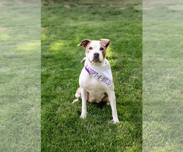 Medium Photo #6 Mutt Puppy For Sale in Crete, IL, USA