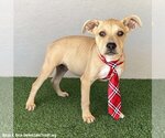 Small Photo #3 Bulldog-Labrador Retriever Mix Puppy For Sale in San Diego, CA, USA