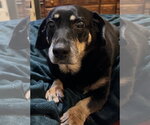 Small #1 Dachshund Mix