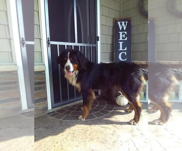 Medium Photo #1 Bernese Mountain Dog Puppy For Sale in MIDDLEBURY, IN, USA