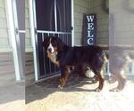 Small Photo #1 Bernese Mountain Dog Puppy For Sale in MIDDLEBURY, IN, USA