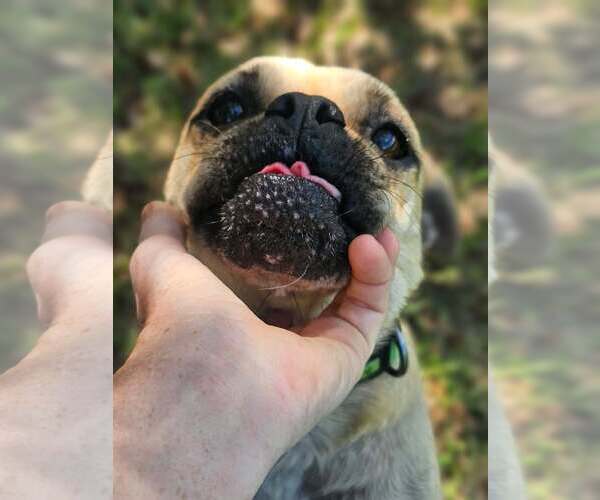 Medium Photo #3 Pug-Unknown Mix Puppy For Sale in Wakefield, RI, USA
