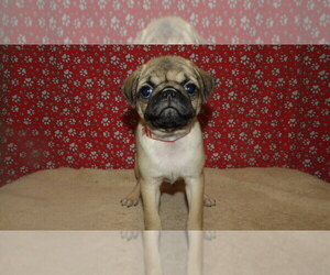 Pug Puppy for sale in PATERSON, NJ, USA