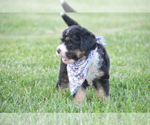 Bernedoodle Puppy for sale in ARCANUM, OH, USA