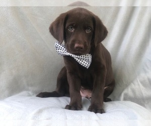 Labrador Retriever Puppy for sale in LAKELAND, FL, USA