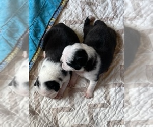 Pug Puppy for sale in CLIO, MI, USA