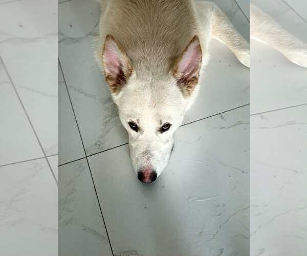 Medium Photo #5 German Shepherd Dog Puppy For Sale in Plantation, FL, USA