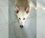 Small #4 German Shepherd Dog