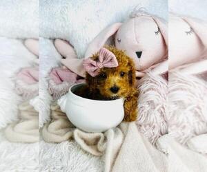 Poodle (Toy) Puppy for sale in FORT LAUDERDALE, FL, USA