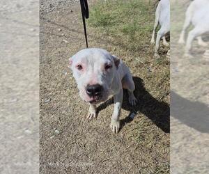 American Staffordshire Terrier Dogs for adoption in San Antonio, TX, USA