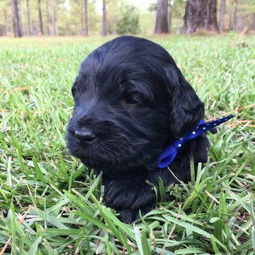Medium Photo #1 Goldendoodle Puppy For Sale in BLAKELY, GA, USA