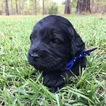 Small Photo #1 Goldendoodle Puppy For Sale in BLAKELY, GA, USA