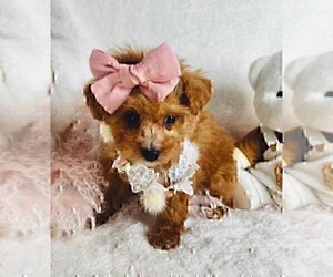 Medium Poodle (Toy)